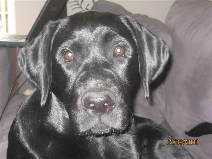 Labrador retriever (gl. dansk) Arthur  - Kan godt se sødog dejlig ud billede 5