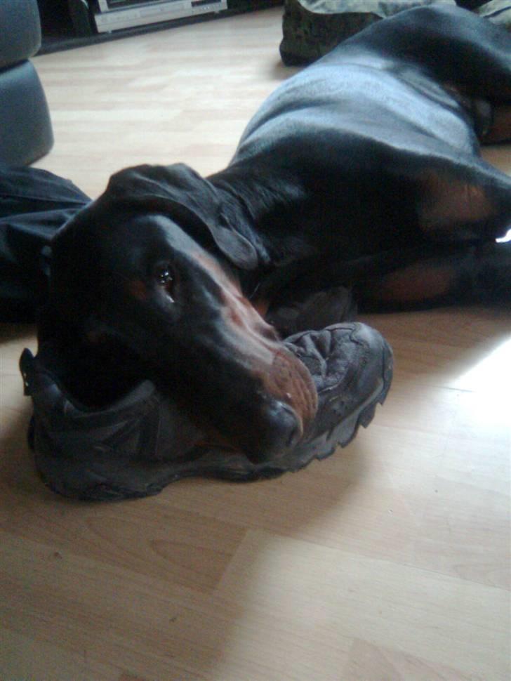 Dobermann Bandit *R.I.P* - Låner lige et par sko af far... de passer lige til hovedet ;o) billede 4