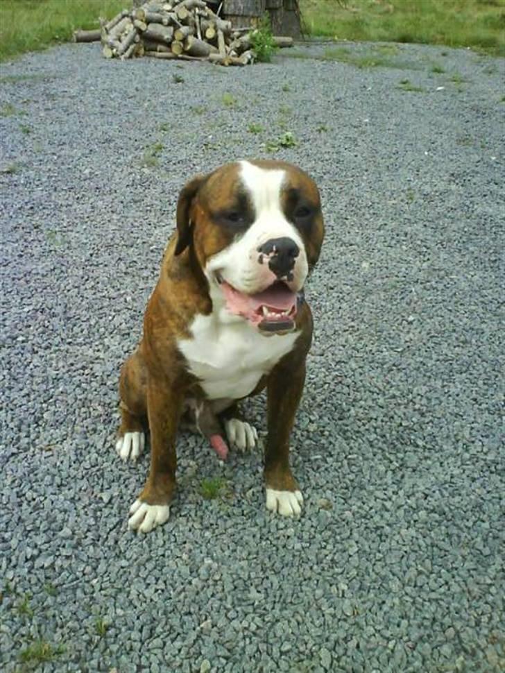 Amerikansk bulldog Taz - super godt billed, men ku godt ha undværet hans mandom var fremme lige der ;.) billede 1