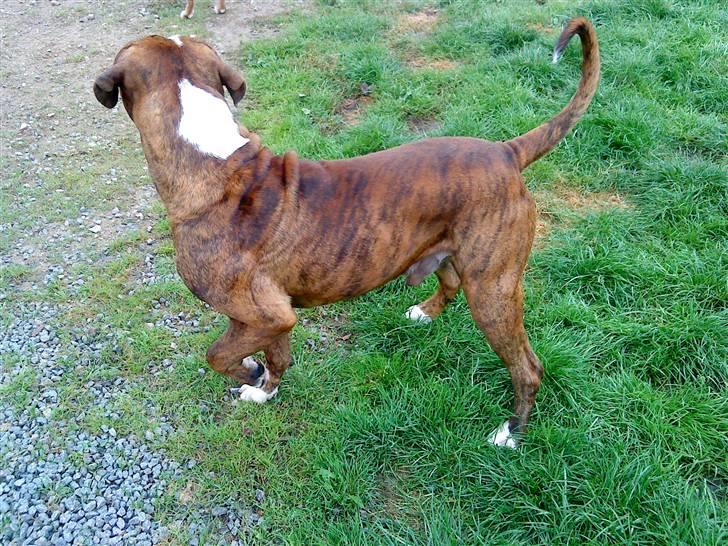 Amerikansk bulldog Taz - tror han hørte en lyd som var ukendt.... smiler. han blev helt stiv i 30 sek billede 4