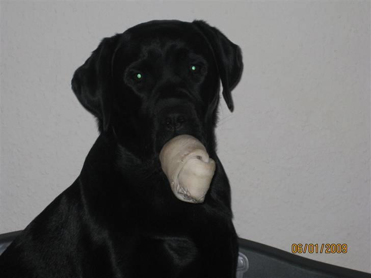 Labrador retriever (gl. dansk) Arthur  - Arthur med sin narresut billede 6