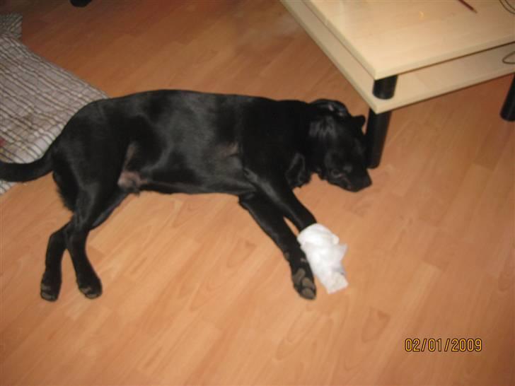 Labrador retriever (gl. dansk) Arthur  - Når nysgerrighed giver skrammer billede 7