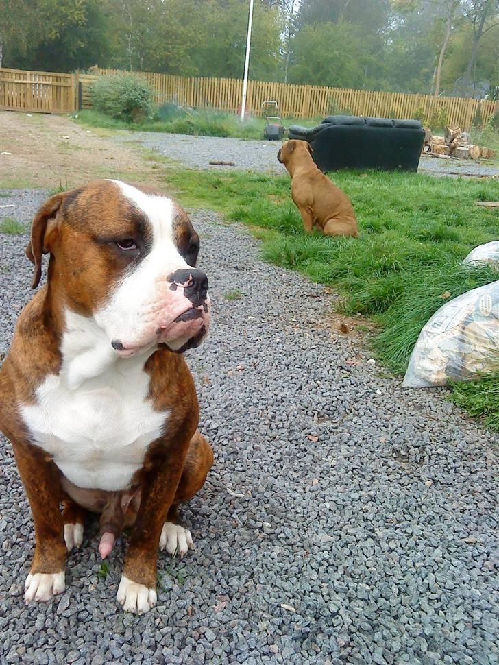 Amerikansk bulldog Taz - min flotte dreng når han ser lidt sur ud.... mor drillede ham lidt. smiler billede 5