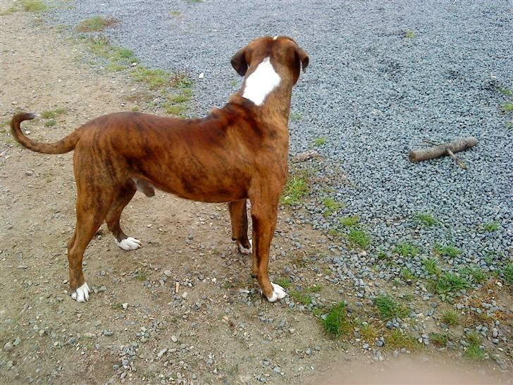 Amerikansk bulldog Taz - stadig hørt en underlig lyd... kan ik finde ud af det... han kigger og kigger billede 6