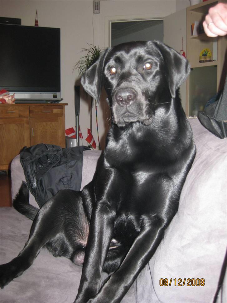 Labrador retriever (gl. dansk) Arthur  - Så er sofaen taget billede 8