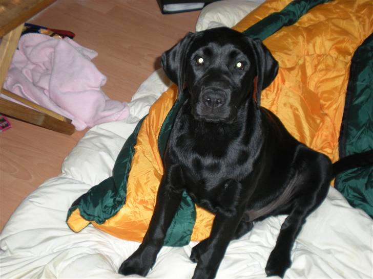 Labrador retriever (gl. dansk) Arthur  - 12 uger billede 9