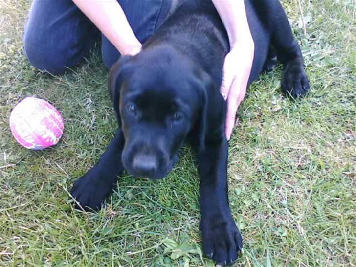 Labrador retriever (gl. dansk) Arthur  - 9 uger gl. og lige blevet hentet billede 10