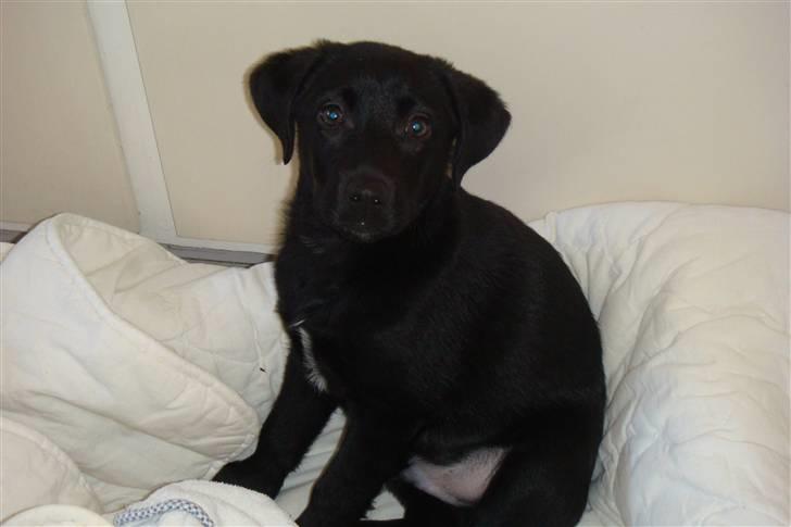 Blanding af racer Fluffy billede 1