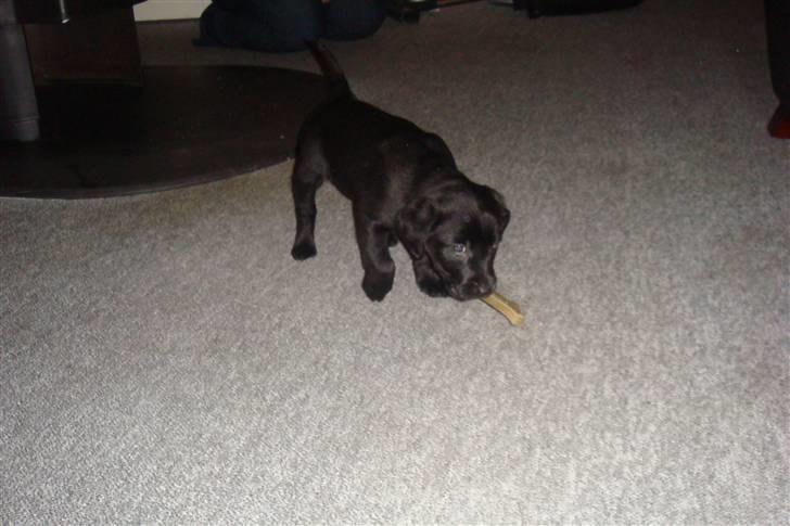 Blanding af racer Fluffy - Første billede efter vi er kommet hjem. (8 uger gammel) billede 2