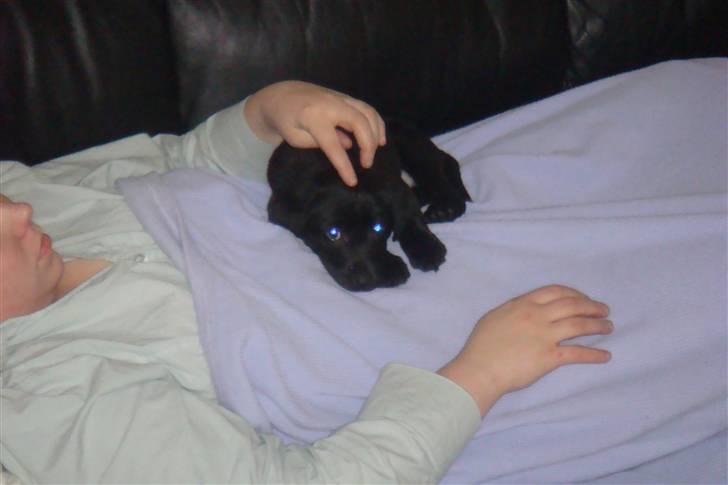 Blanding af racer Fluffy - Senere på førstedagen hos os (8 uger gammel) billede 3