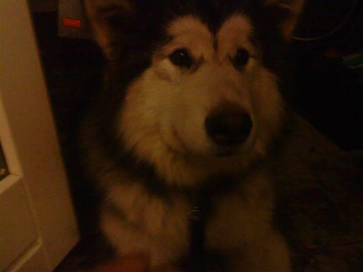 Alaskan malamute joya - hjemme ved mormor og morfar billede 8