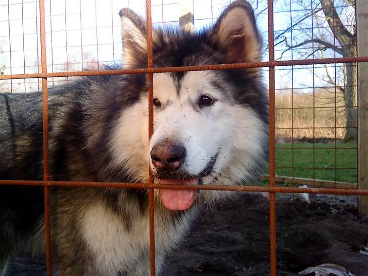 Alaskan malamute joya - jeg er ude i min hundegård og lege billede 9
