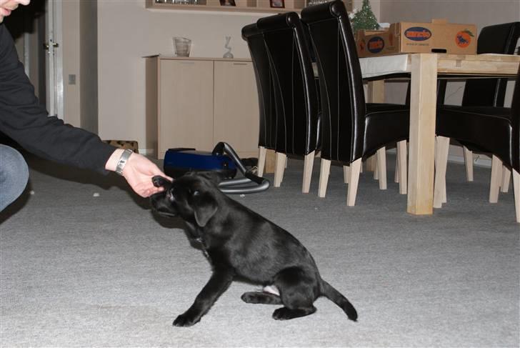 Blanding af racer Fluffy - Sit! Pote! ---- God Hund. (3 måneder) billede 4