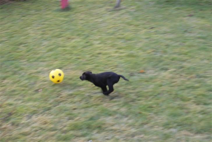 Blanding af racer Fluffy - På jagt efter bolden (3 måneder) billede 5