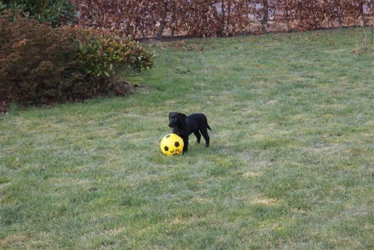 Blanding af racer Fluffy - Min Bold. Bliv væk! (3 måneder) billede 6