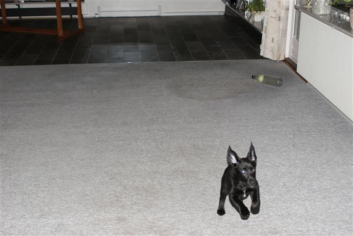 Blanding af racer Fluffy - Lidt for meget fart på :S (3 Måneder) billede 7