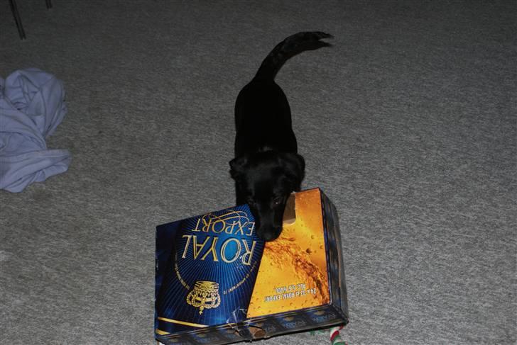 Blanding af racer Fluffy - Jep Jeg kan hente øl til "far" (3½ måned) billede 8