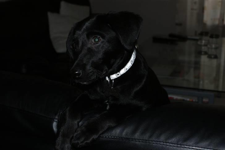 Blanding af racer Fluffy - Lige vågnet (3½ måned billede 9