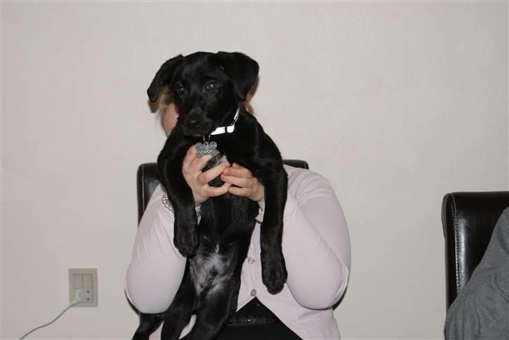 Blanding af racer Fluffy - "mor" viser mig frem. billede 10