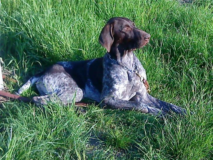 Korthåret hønsehund Søborggårds Ekko billede 28