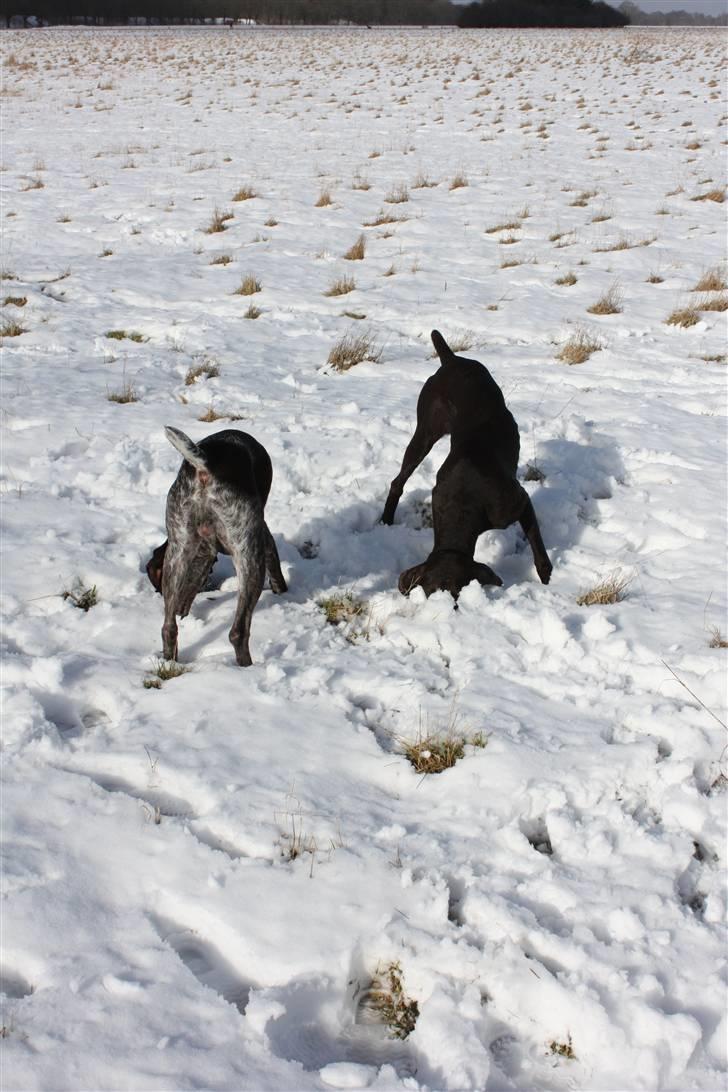 Korthåret hønsehund Søborggårds Ekko billede 13