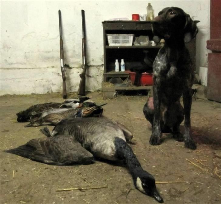 Korthåret hønsehund Søborggårds Ekko - Ekko og hans første gås.. :)  billede 9