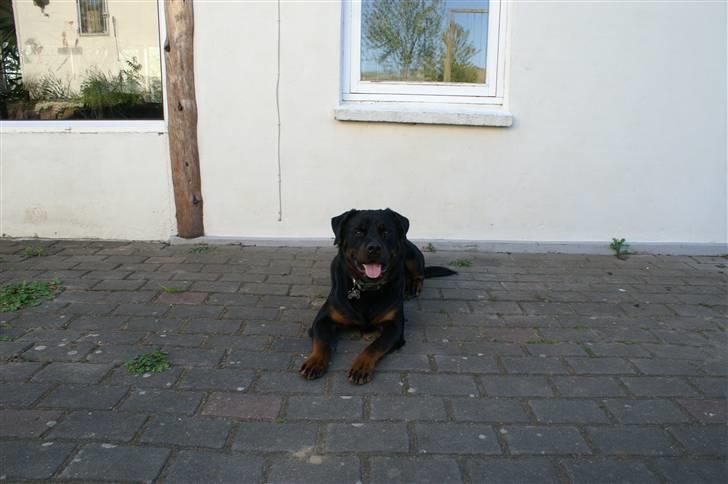 Rottweiler Baloo - Ligger lige og tager en slapper! billede 16
