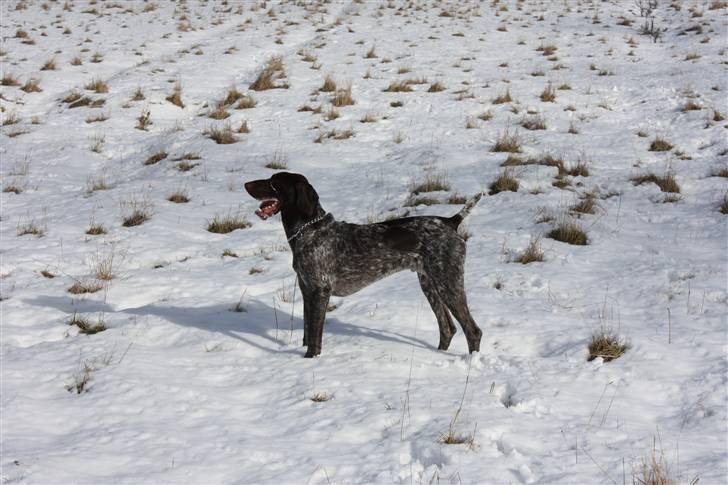 Korthåret hønsehund Søborggårds Ekko billede 14