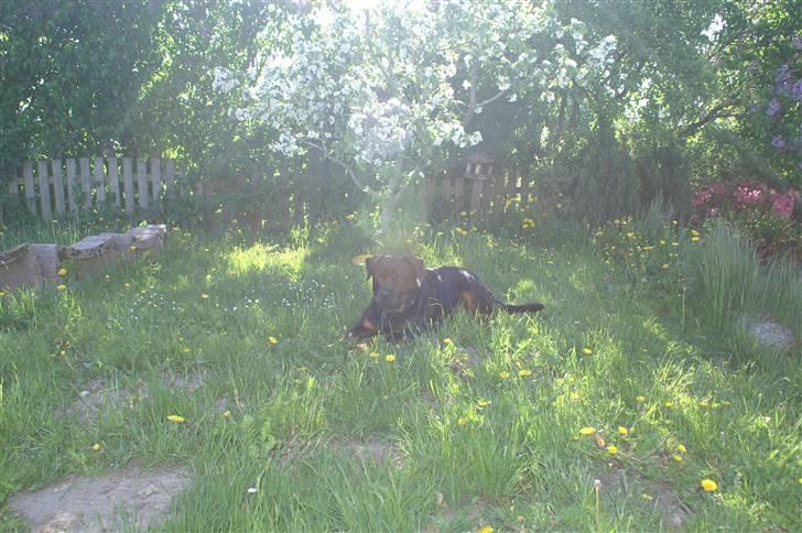 Rottweiler Baloo - Afslapning i æbletræets skygge billede 17