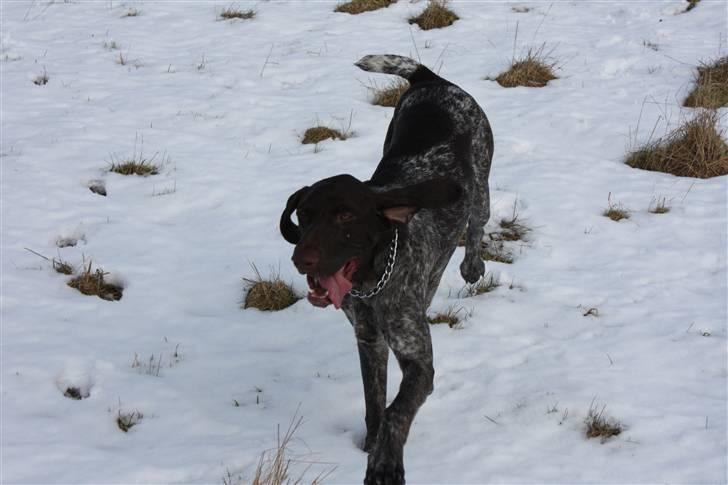 Korthåret hønsehund Søborggårds Ekko billede 15