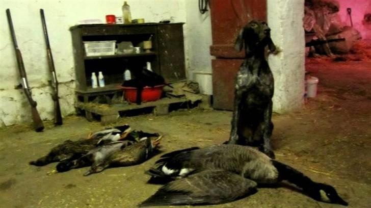 Korthåret hønsehund Søborggårds Ekko - Ekko og hans første gås.. :)  billede 8