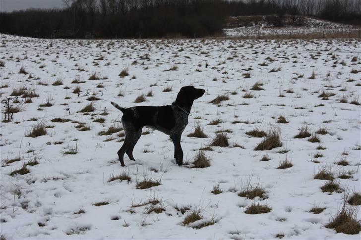 Korthåret hønsehund Søborggårds Ekko billede 16