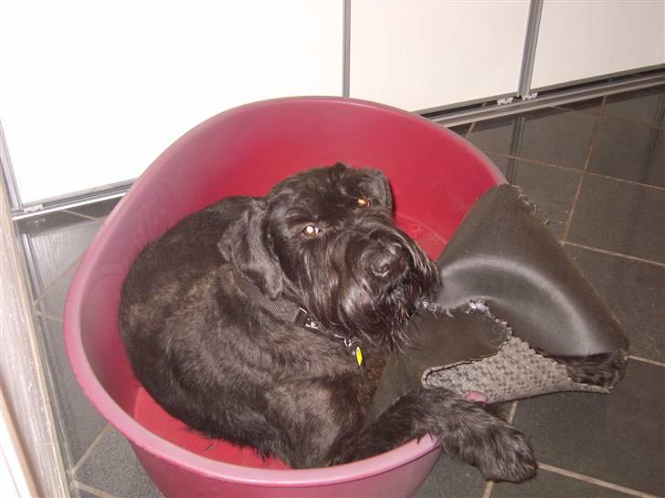 Riesenschnauzer Liva (ikk vores mere) billede 16