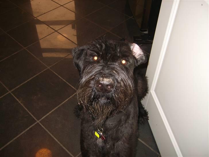 Riesenschnauzer Liva (ikk vores mere) billede 17