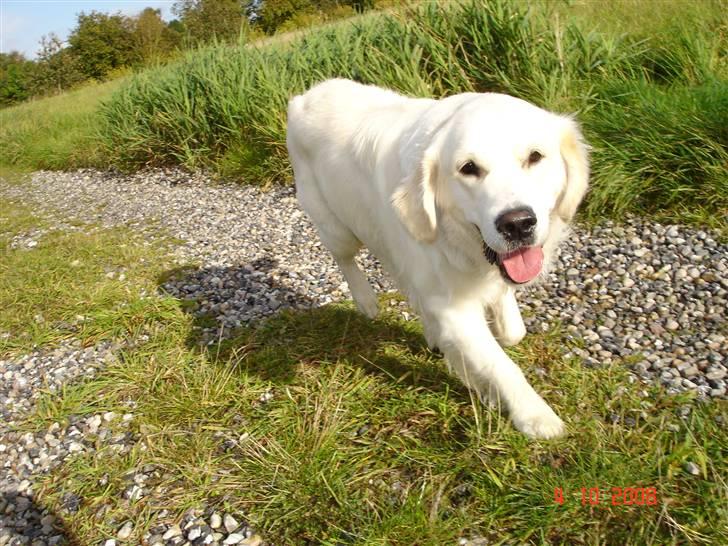 Golden retriever Montana "Monty" billede 20
