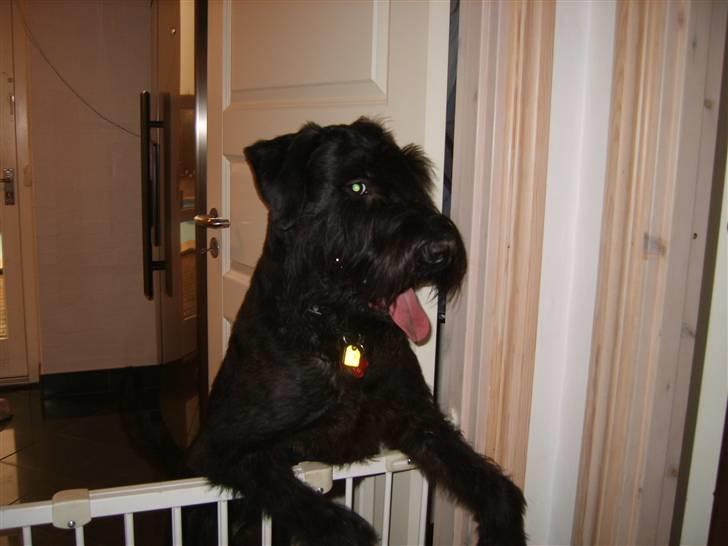 Riesenschnauzer Liva (ikk vores mere) billede 18