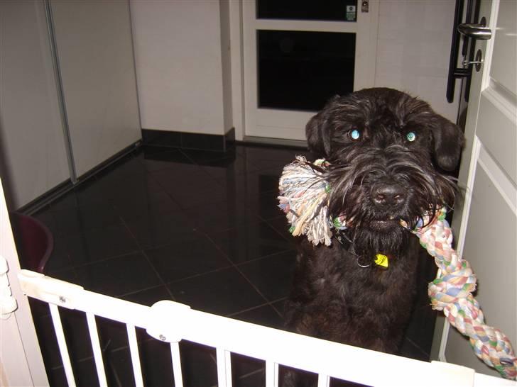 Riesenschnauzer Liva (ikk vores mere) billede 19