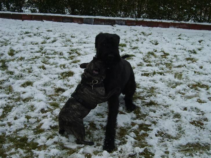 Riesenschnauzer Liva (ikk vores mere) billede 20