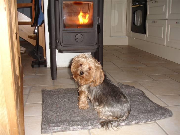 Yorkshire terrier "Nova" - Her ser du mig på min yndlingsplads foran brændeovnen. billede 1
