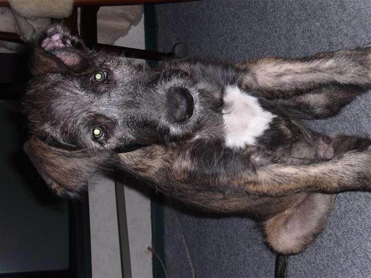 {{currentPhoto.altText}} billede {{currentPhoto.number}}