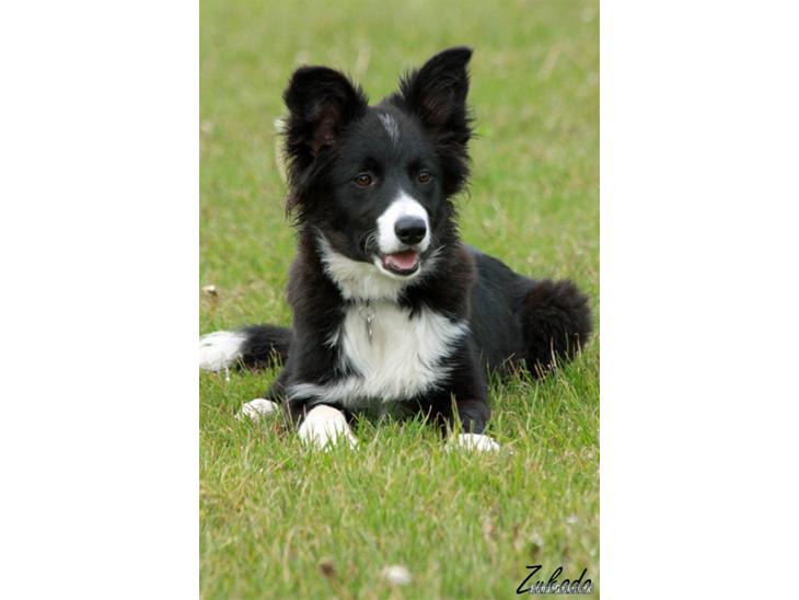 Border collie be my magtic (makker) - ser han ikke bare kvik ud mors kommene agility stjerne billede 1