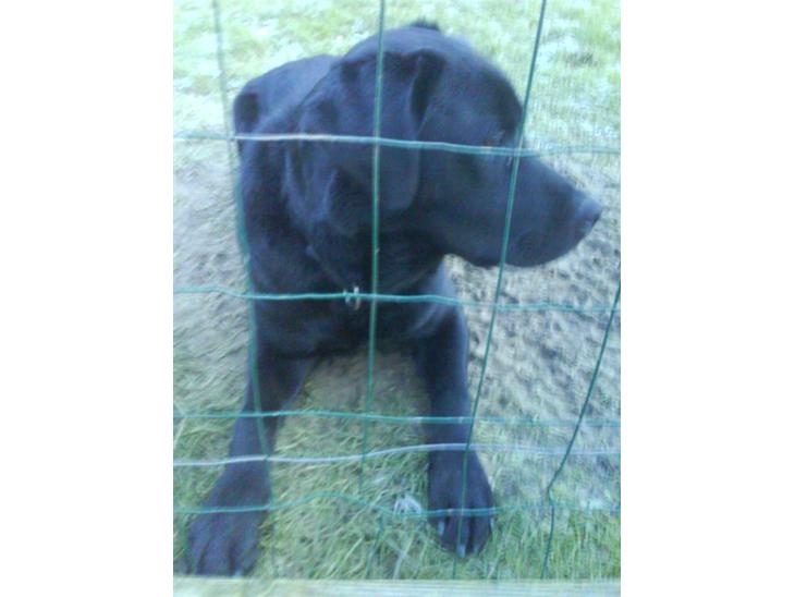 Labrador retriever buster 'R.I.P.' - se mig far er jeg ikke søde .han kigger på far billede 1