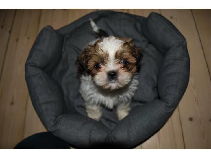 Shih tzu Champ billede 1