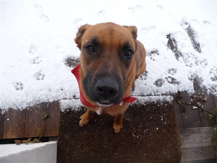 {{currentPhoto.altText}} billede {{currentPhoto.number}}