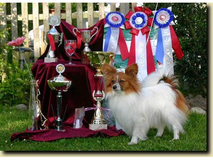 Papillon Thygesminde's Unique - Vilhelmsborg vinder 2006 billede 1