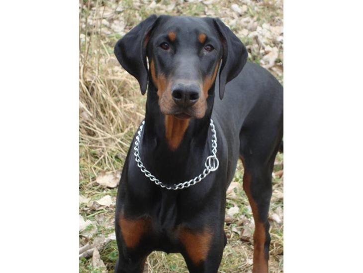 Dobermann Bandit *R.I.P* - Hej - og velkommen til min profil  billede 1