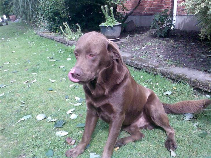 Labrador retriever kenzo<3 R.I.P min prins ;'( - kenne´miin er han iik bare sød? <33 billede 1