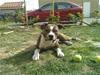 Amerikansk staffordshire terrier loui