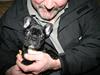 Fransk bulldog Blance Noir`s Yrsa