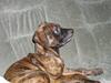 Blanding af racer R.I.P Tarzan [ Himmelhund]